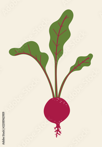 Fresh beetroot with green leaves, simple colorful vegetable illustration on a light beige background.