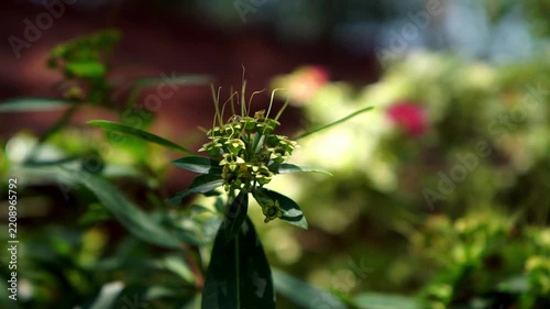 Golden penda (Xanthostemon chrysanthus, Metrosideros chrysantha, Nania chrysantha, Golden myrtle, Yellow penda, Black penda, Jambu kuning, Jin pu tao) flower. The profuse flowering attracts many necta