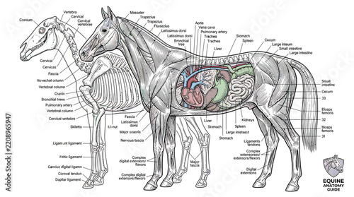 Detailed Horse Anatomy Diagram with Skeleton and Organs