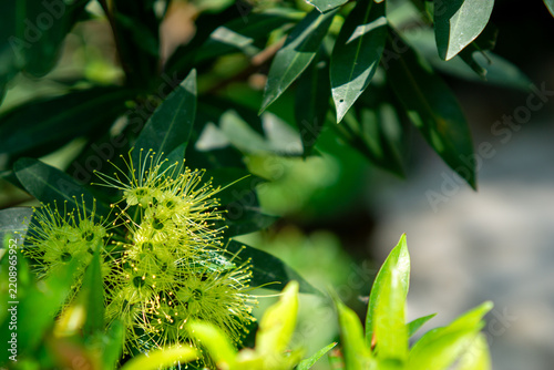 Golden penda (Xanthostemon chrysanthus, Metrosideros chrysantha, Nania chrysantha, Golden myrtle, Yellow penda, Black penda, Jambu kuning, Jin pu tao) flower. The profuse flowering attracts many necta
