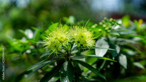 Golden penda (Xanthostemon chrysanthus, Metrosideros chrysantha, Nania chrysantha, Golden myrtle, Yellow penda, Black penda, Jambu kuning, Jin pu tao) flower. The profuse flowering attracts many necta