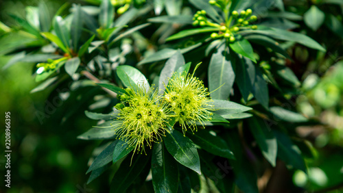 Golden penda (Xanthostemon chrysanthus, Metrosideros chrysantha, Nania chrysantha, Golden myrtle, Yellow penda, Black penda, Jambu kuning, Jin pu tao) flower. The profuse flowering attracts many necta