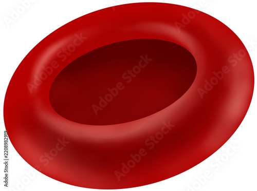 Red blood cell structure illustration