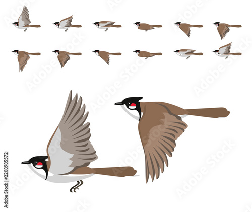 Red-Whiskered Bulbul Flying Animation Sequence Cartoon Vector