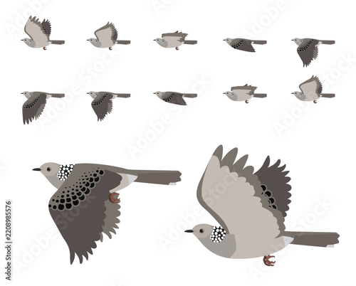 Spotted Dove Flying Motion Animation Sequence Cartoon Vector Illustration
