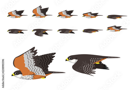 New Zealand Falcon Flying Cartoon Vector Illustration