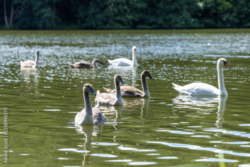 A family of swans is swimming on the lake in the fall