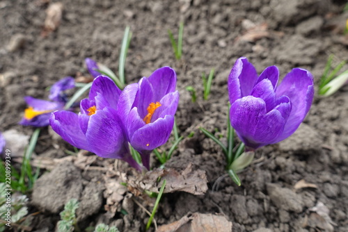 Three purple flowers of Crocus vernus in April
