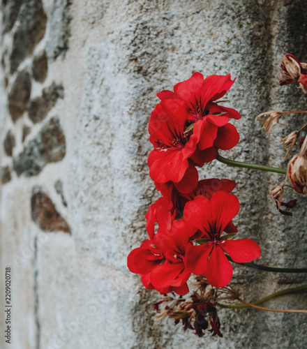 red flowers on old wall