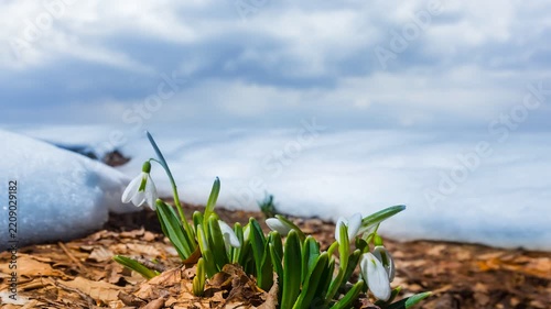 closeup heap of white snowdrop among melting snow, spring forest time lapse scene