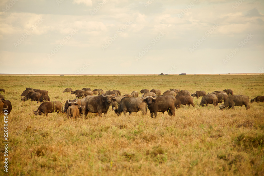 Obraz premium Afrikanische Büffelherde vor weiter Serengeti-Ebene