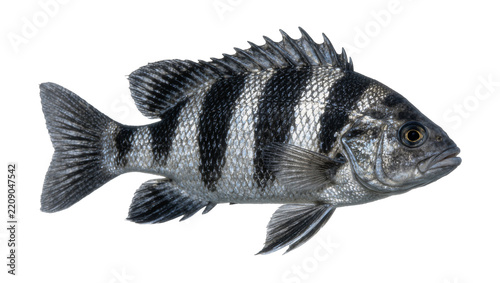 Striped Sheepshead fish with black and silver scales, isolated on transparent background