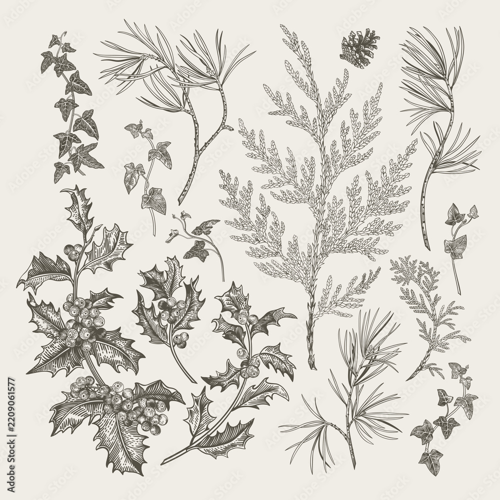 Naklejka premium Vintage winter botanicals: pine, holly, ivy, cedar in engraving style. Monochrome set. Classic design elements collection. Black and white.