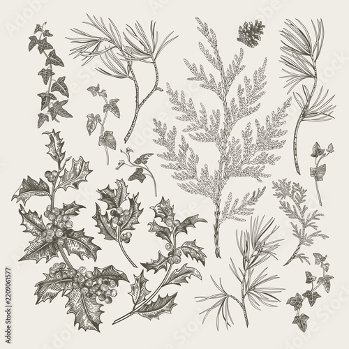 Vintage winter botanicals: pine, holly, ivy, cedar in engraving style. Monochrome set. Classic design elements collection. Black and white.