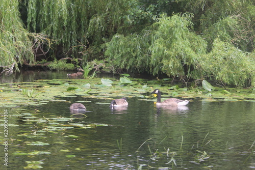 Vögel auf den Fluss