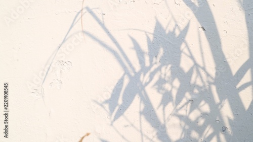 Soft shadows of green leaves and branches cast on a textured white wall.