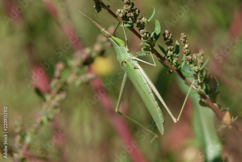 the Mediterranean slant faced grasshopper (Acrida ungarica)