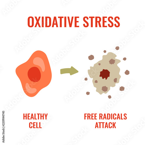 Oxidative stress vector illustration of healthy cell facing radical attack. Medical artwork for inflammation, antioxidant defense and pathology graphics.