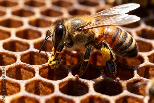 Honeybee collecting pollen on honeycomb