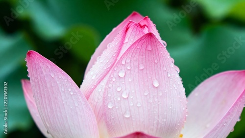 Close-up of a pink lotus flower with water droplets on petals against a green background