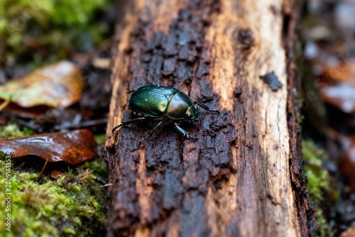 A shiny green beetle crawls on a moss-covered log in a forest setting.