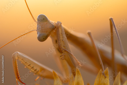 European mantis close-up in Andalusia golden hour light