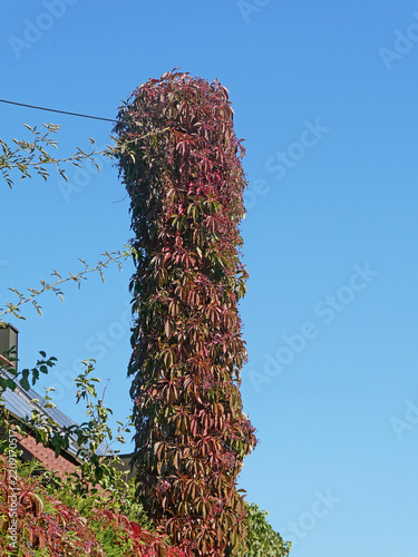 red ivy leaves covering a wooden eletricity pole in a bright day of autumn
