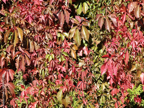 beautiful red ivy foliage covering a wall in autumn, nature wallpaper
