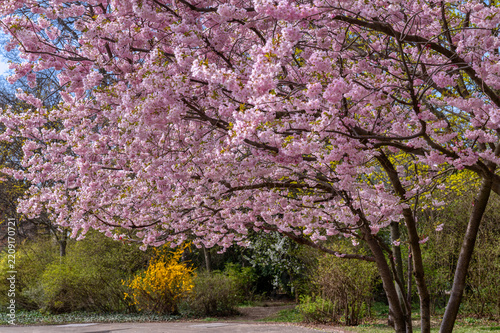 Blühende Zierkirsche im Stadtpark