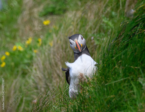 Atlantic Puffin on the Seacoast