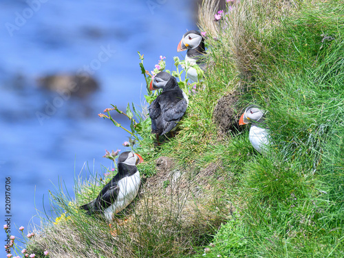 Atlantic Puffin on the Seacoast
