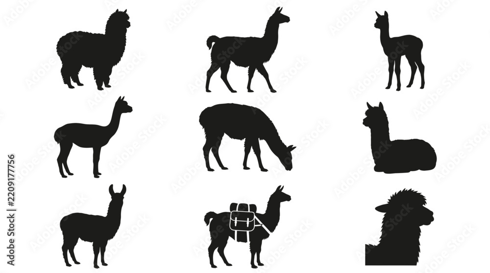 Fototapeta premium Set of Black Silhouette Illustrations Featuring Various Llama and Alpaca Poses in Different Stances for Creative Graphic Design Projects