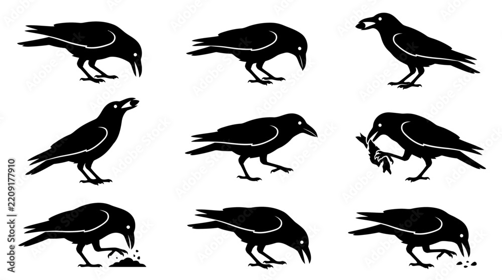 Fototapeta premium Set of detailed crow silhouettes in various dynamic poses and natural activities for wildlife design projects
