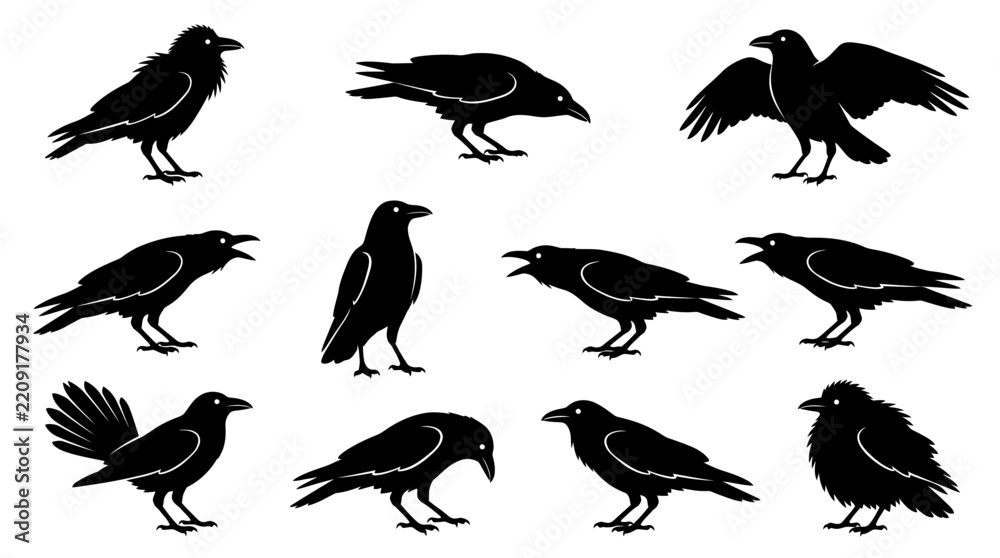 Fototapeta premium Set of Detailed Crow Silhouettes in Various Poses for Nature Design and Wildlife Illustration Elements
