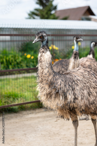 Emu flock at a rural homestead animal enclosure