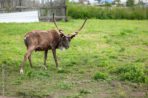 Reindeer with antler on A rural homestead pasture