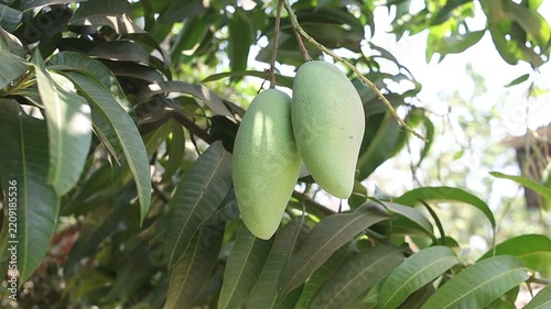 footage of kiojay mango on a tree trunk