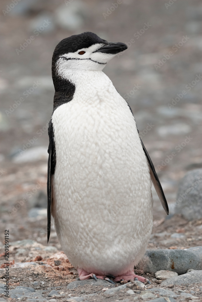 Obraz premium Chinstrap Penguin, Pygoscelis antarcticus, Half Moon island, South Shetland, Antartica