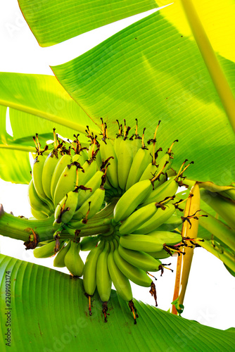 Banana Blossom with Young Bananas and Green Leaves Isolated on Transparent Background