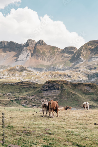 Cattle grazing beneath pyrenean peaks in Aguas Tuertas