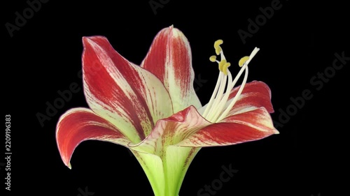 Time lapse of a red and white Amaryllis 'Ambiance' flower opening from a closed bud to a fully bloomed blossom with visible stamens, isolated on black with alpha transparency channel