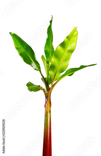 Young Banana Plant Sapling Isolated on Transparent Background