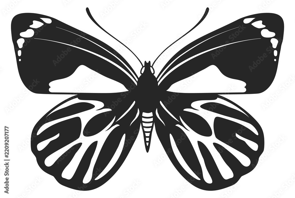 Obraz premium Night butterfly. Mystical summer insect. Wildlife icon