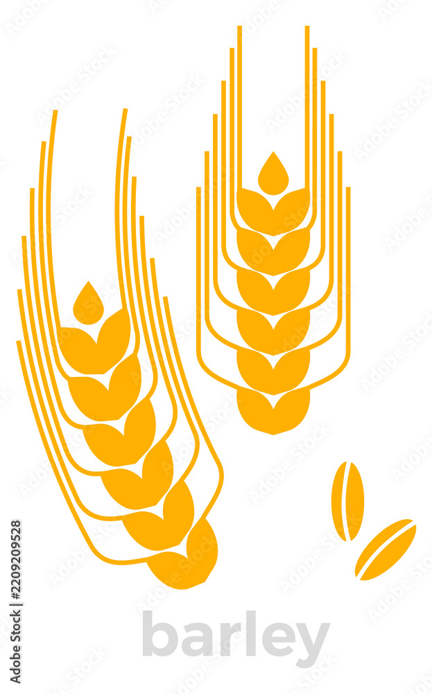 Obraz premium Barley color icon. Gold grain crop symbol