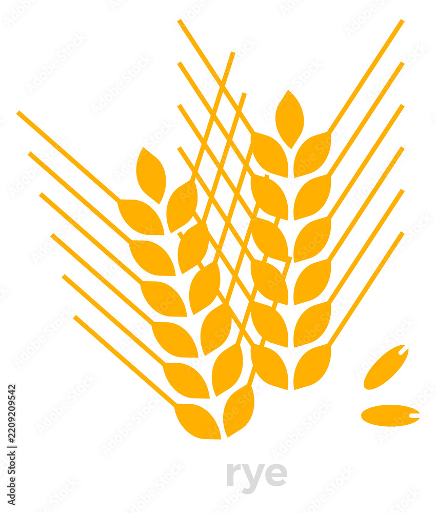 Obraz premium Rye ears color icon. Farm grain plant
