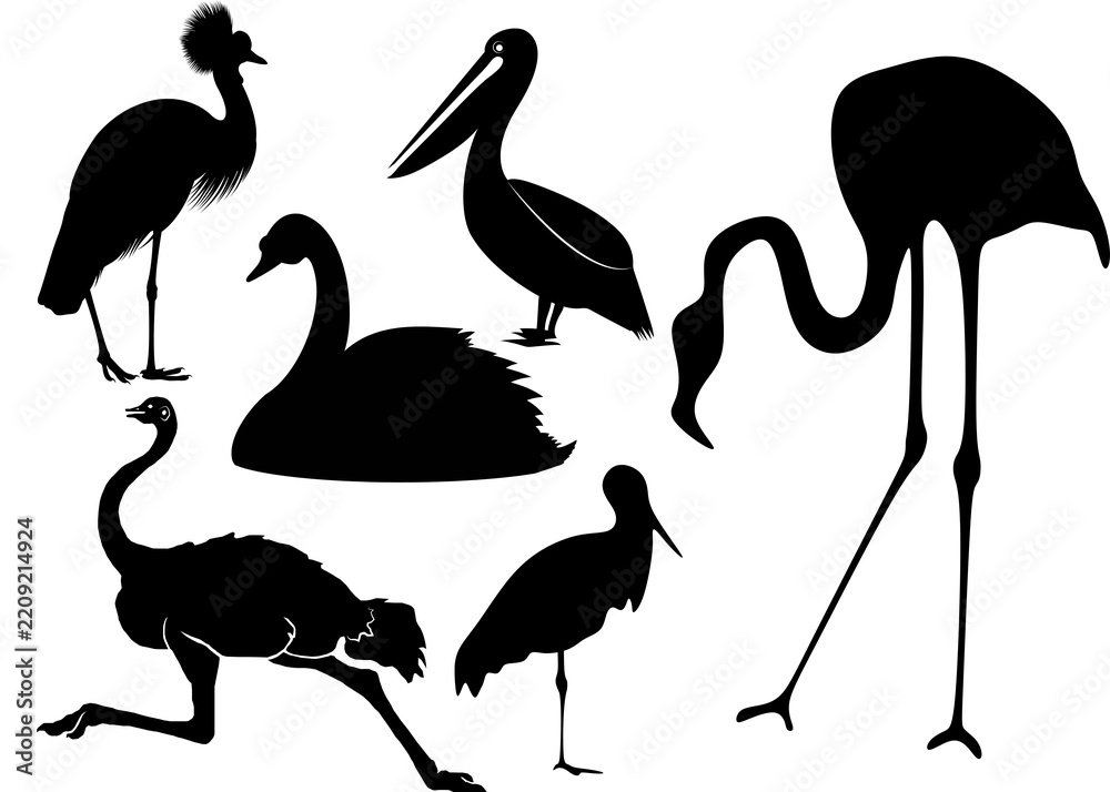 Obraz premium vector illustration of a pelican