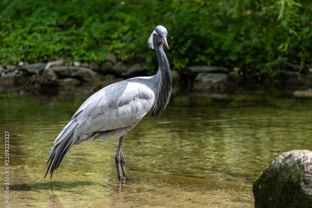 Obraz premium The Blue Crane, Grus paradisea, is an endangered bird