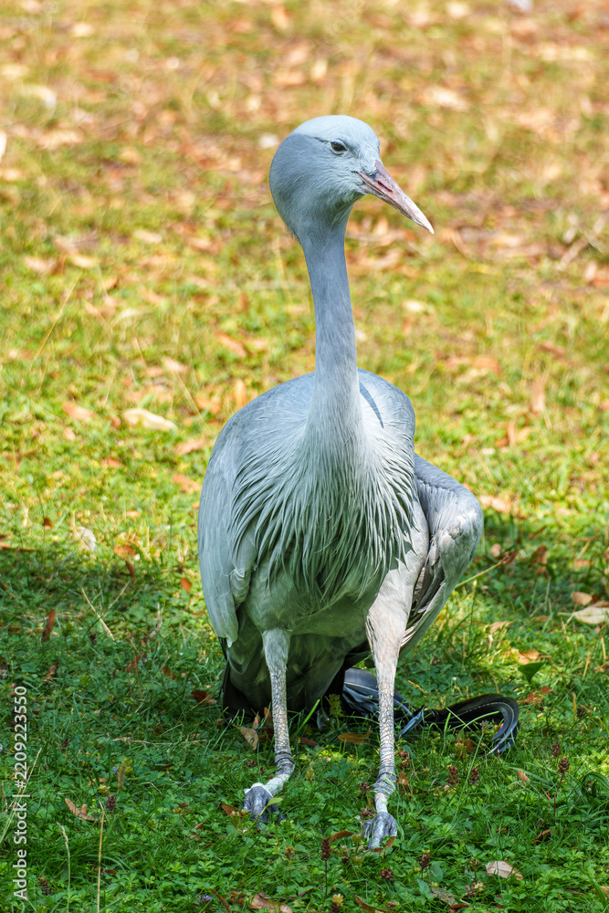 Obraz premium The Blue Crane, Grus paradisea, is an endangered bird