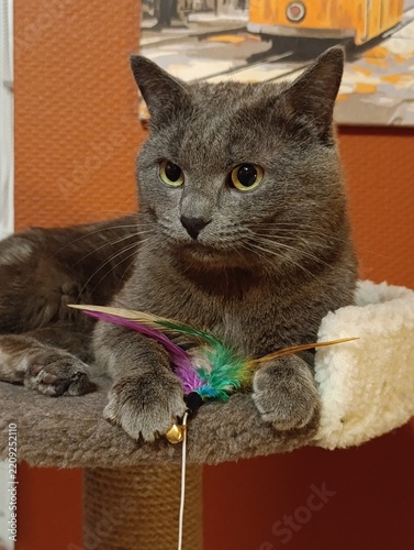 Gray cat relaxing on a scratching post with a feather toy in a cozy indoor setting