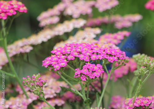 A close up of Achillea 'Colorado' flowers.